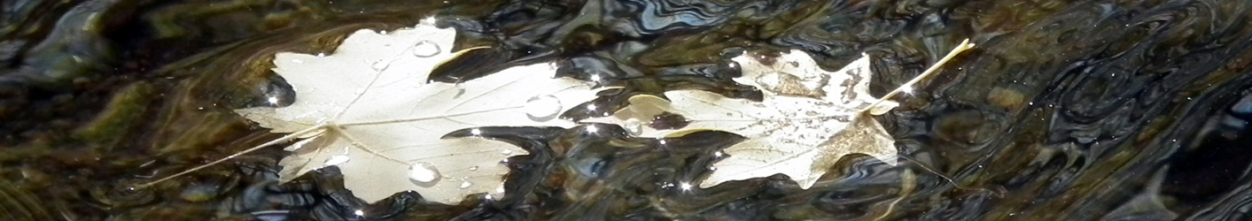 Leaves on Water